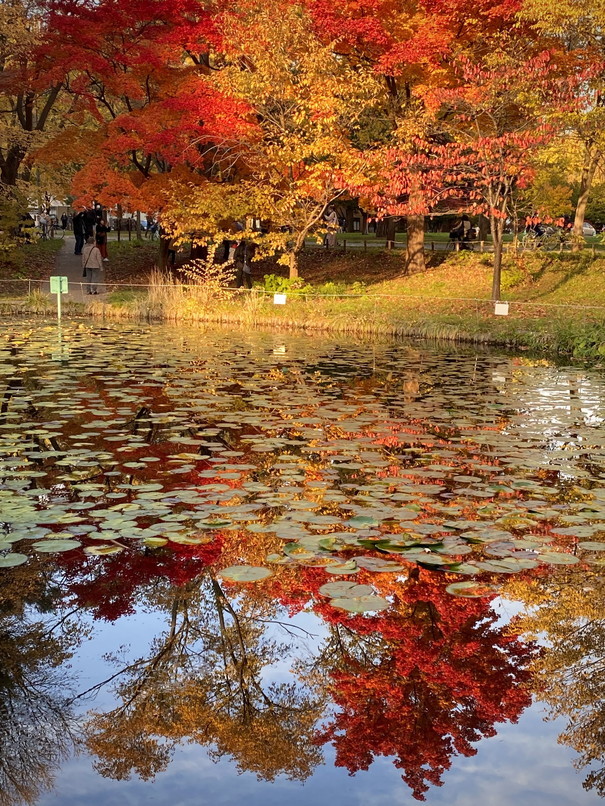 2021年10月 『街の紅葉、北海道大学』 October 2021 \"Autumn Color in Hokkaido University Campus\"_c0219616_13112557.jpg