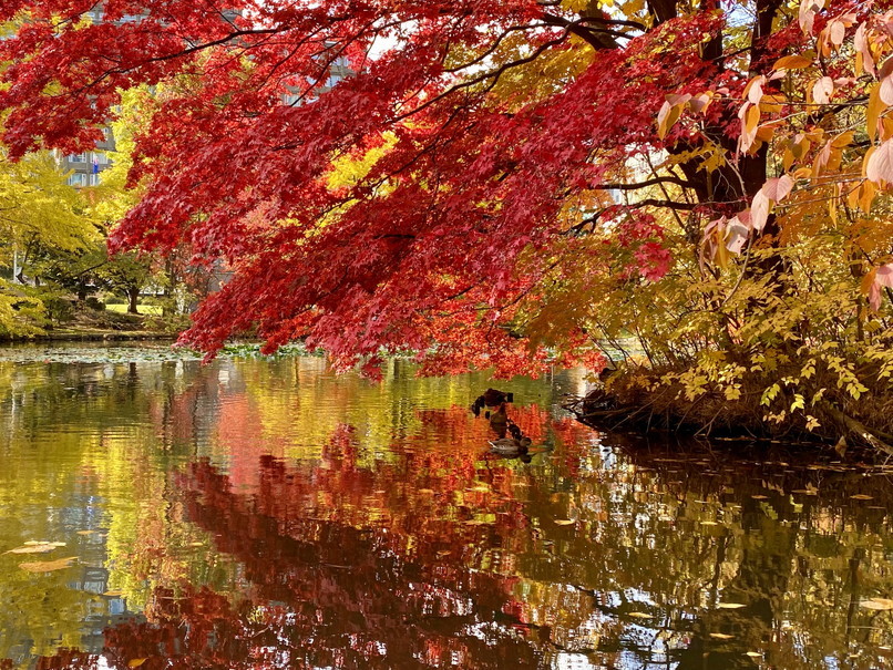 2021年10月 『街の紅葉、北海道大学』　October 2021 \"Autumn Color in Hokkaido University Campus\"_c0219616_13112558.jpg