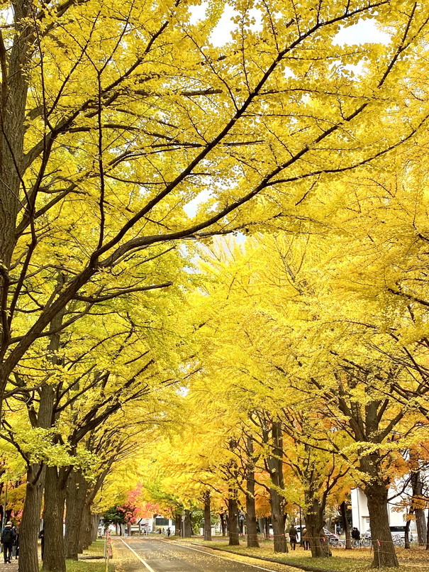 2021年10月 『街の紅葉、北海道大学』　October 2021 \"Autumn Color in Hokkaido University Campus\"_c0219616_13140385.jpg