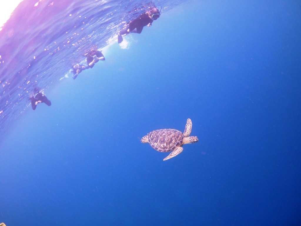 ウミガメとの出会いに感動☆_a0189838_16361701.jpg