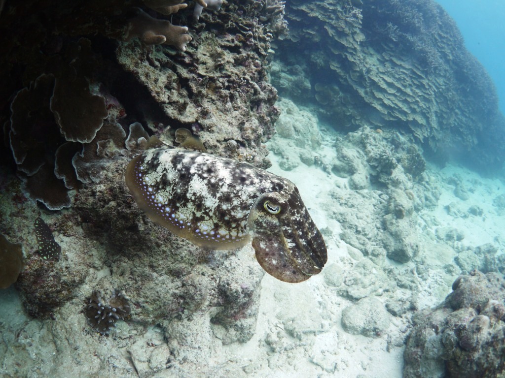 ウミガメとの出会いに感動☆_a0189838_16420316.jpg