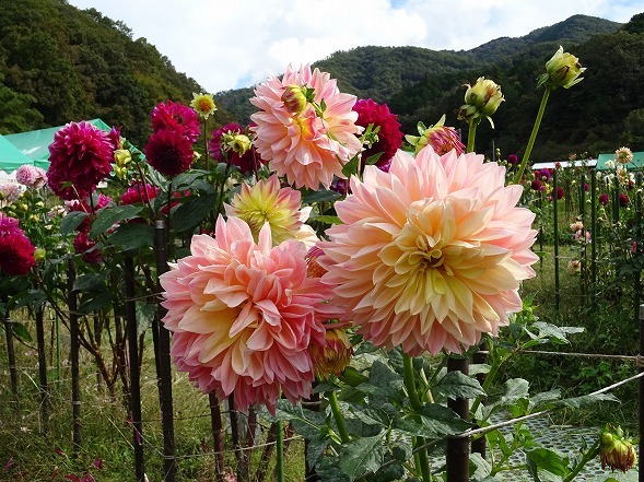 黒川ダリア園 後編 彩の気まぐれ写真