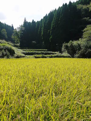 米作りの挑戦(2021)　稲刈りを無事に終えました！その2：最大のピンチ！いもち病を乗り越えた話！_a0254656_16544431.jpg