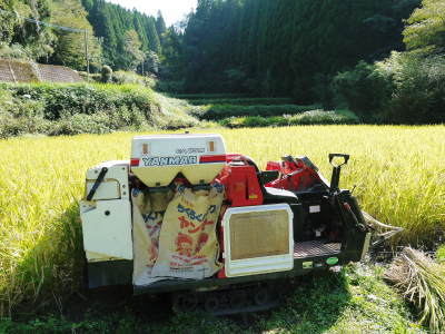 米作りの挑戦(2021)　稲刈りを無事に終えました！その2：最大のピンチ！いもち病を乗り越えた話！_a0254656_16585388.jpg