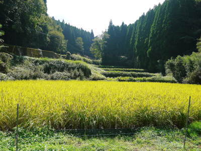 米作りの挑戦(2021)　稲刈りを無事に終えました！その2：最大のピンチ！いもち病を乗り越えた話！_a0254656_17195738.jpg
