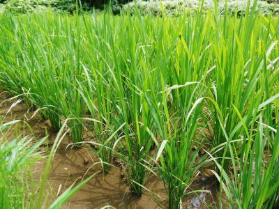 米作りの挑戦(2021)　稲刈りを無事に終えました！その2：最大のピンチ！いもち病を乗り越えた話！_a0254656_18223668.jpg