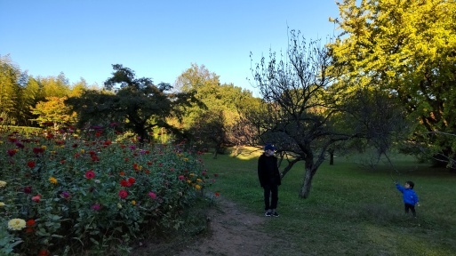 立川昭和記念公園でススキとパンダ。_b0096957_19542221.jpg