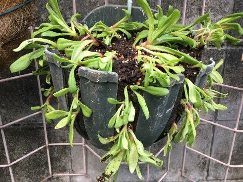 実験 リビングストンデージーのハンギング エキウム セリンセ本植え ニゲラ バージニアストック直播き 今日の気晴らし