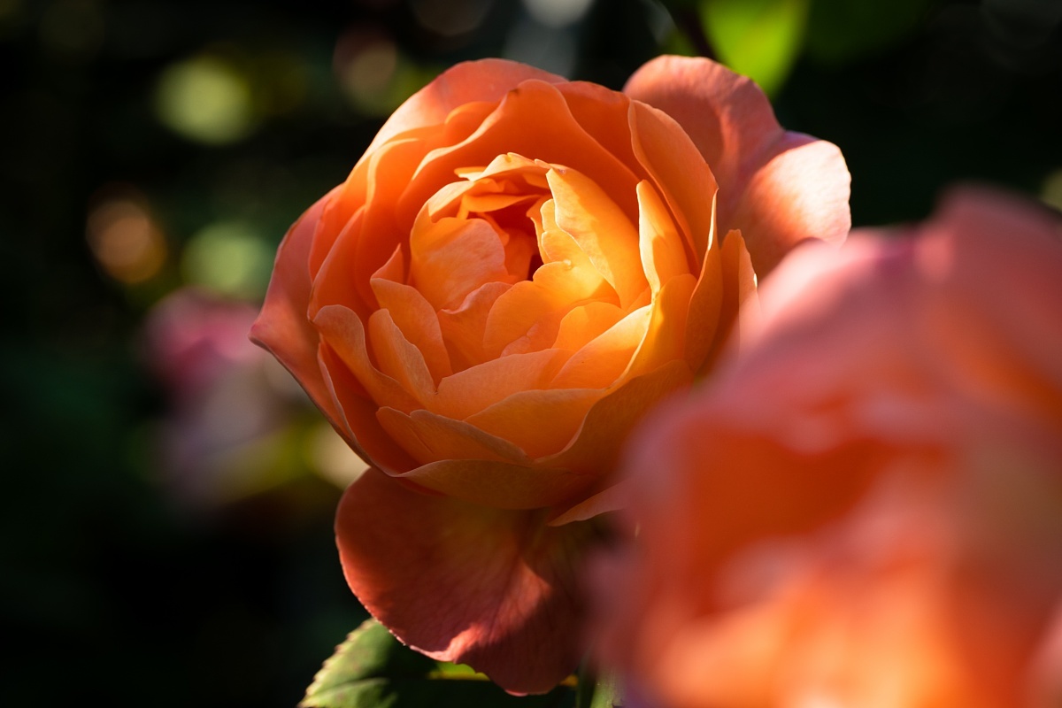 英国庭園の秋薔薇を愛でる光蜥蜴_d0353489_19591184.jpg