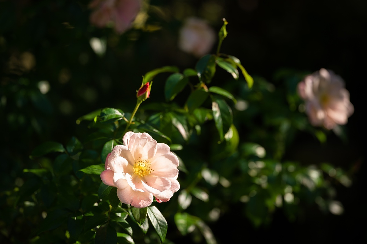 英国庭園の秋薔薇を愛でる光蜥蜴_d0353489_19592303.jpg