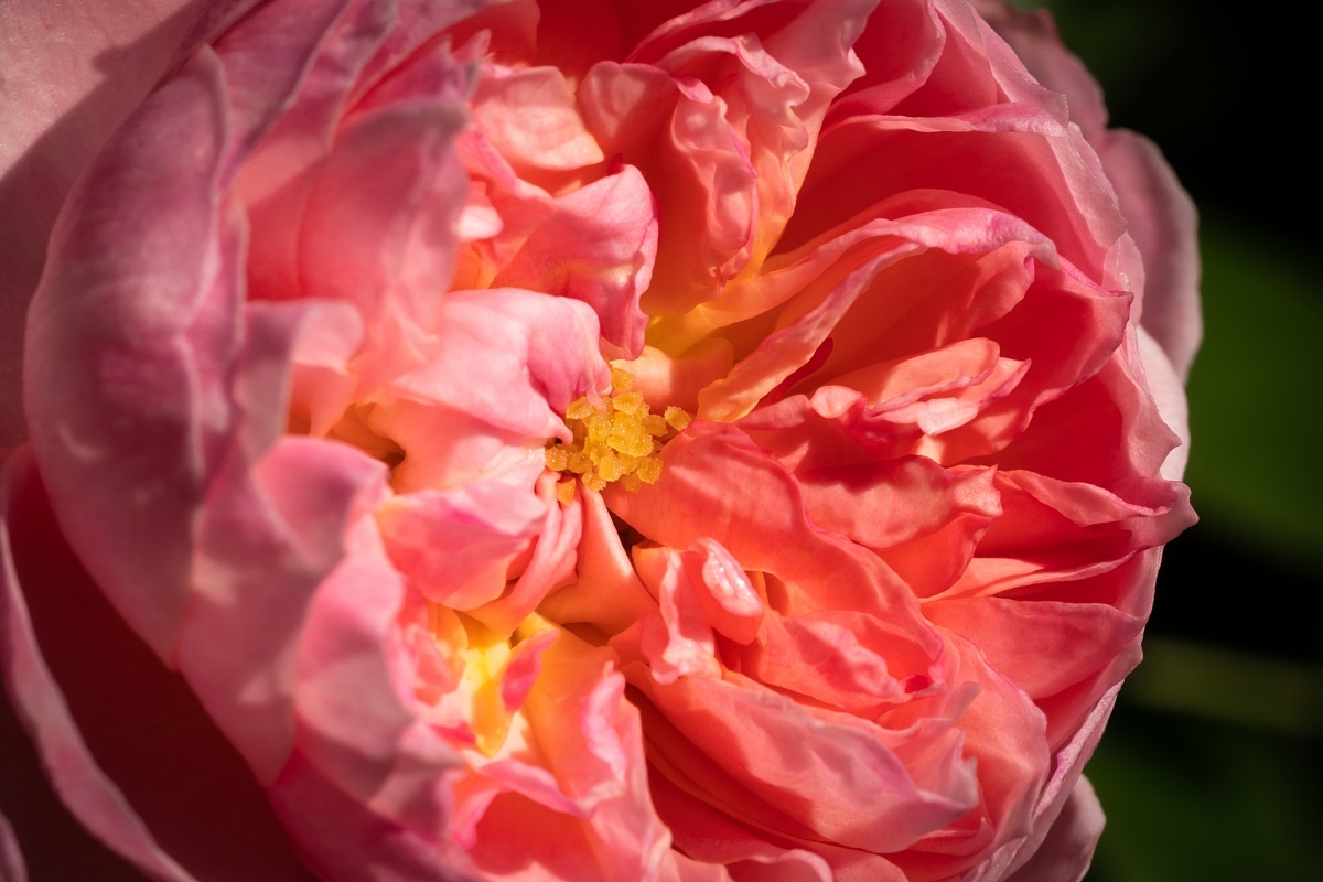 英国庭園の秋薔薇を愛でる光蜥蜴_d0353489_19593713.jpg