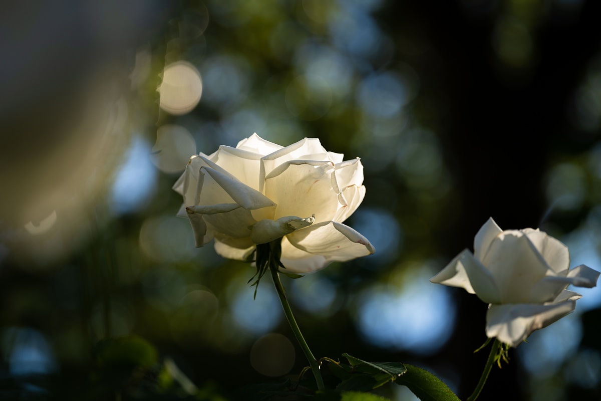 英国庭園の秋薔薇を愛でる光蜥蜴_d0353489_19594949.jpg