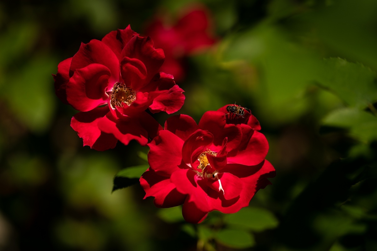 英国庭園の秋薔薇を愛でる光蜥蜴_d0353489_20001342.jpg