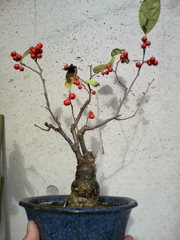 今年の梅もどき 盆栽便り