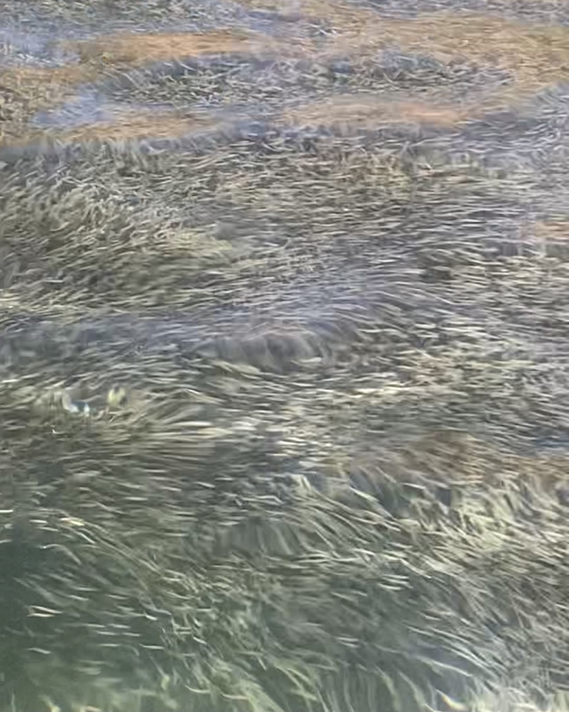 NLW Fishing Live - 2021/10/27 - レイクシムコー_d0145899_07032877.jpeg