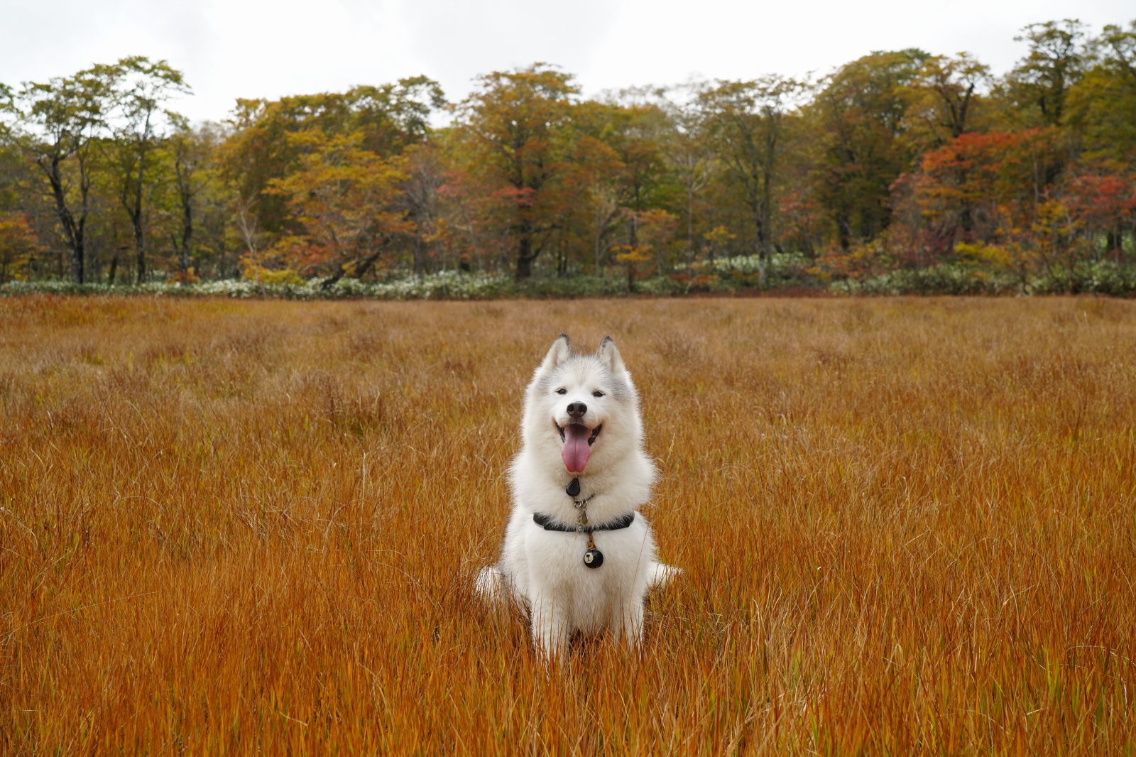 ちょっと早めの紅葉散歩_b0207615_14503767.jpg