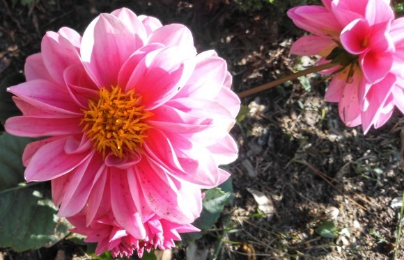 ダリアの花が 綺麗です ダリアの花言葉は移り気 あるいは不安定 ながいきむら議員のつぶやき 日本共産党長生村議員団ブログ