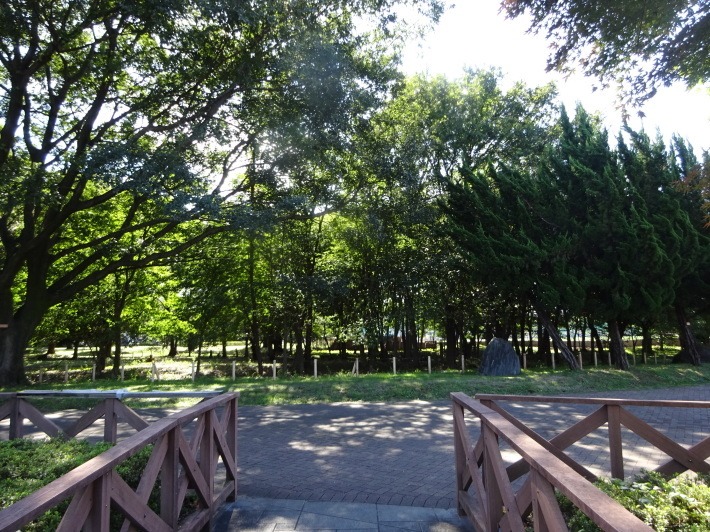 久しぶりにお弁当持って武蔵野の森公園へ。_a0095931_14190951.jpeg