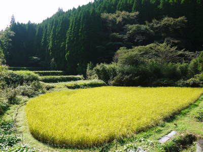 米作りの挑戦(2021)　稲刈りを無事に終えました！その3：実は稲刈りで大失敗！収量は昨年の半分以下！_a0254656_17053669.jpg