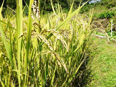 米作りの挑戦(2021)　稲刈りを無事に終えました！その3：実は稲刈りで大失敗！収量は昨年の半分以下！_a0254656_17144717.jpg