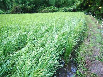 米作りの挑戦(2021)　稲刈りを無事に終えました！その3：実は稲刈りで大失敗！収量は昨年の半分以下！_a0254656_17272345.jpg