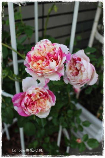 秋の エドゥアール マネ は花色が濃い La Rose 薔薇の庭
