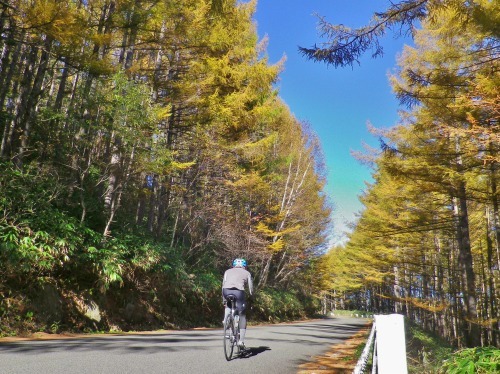 紅葉の後は、カラマツの黄葉ですよ～！！_a0353718_15530654.jpg