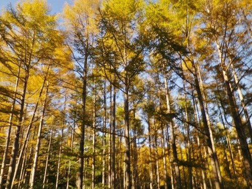 紅葉の後は、カラマツの黄葉ですよ～！！_a0353718_15531414.jpg