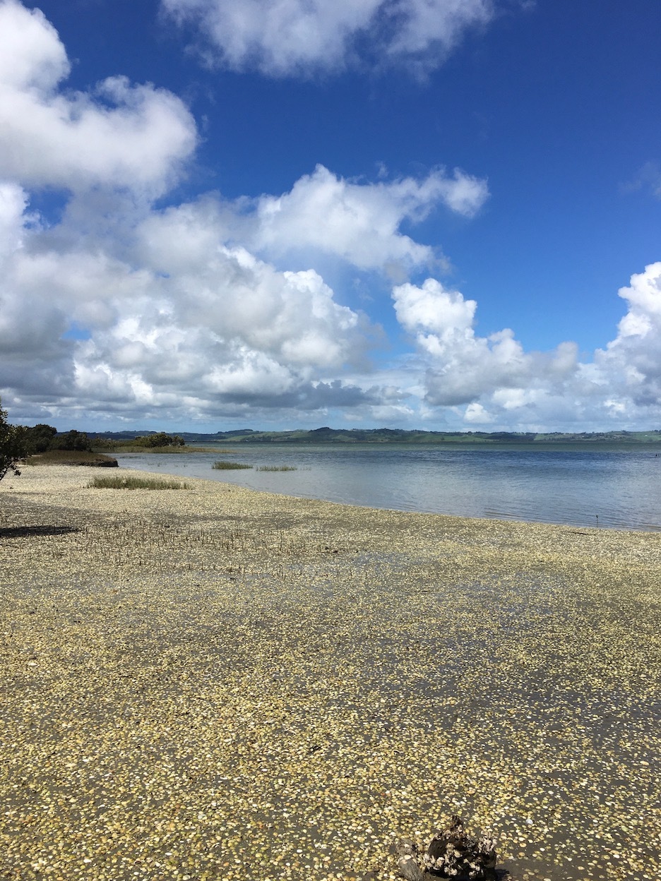 ビーチの訪問者、この日は鹿／ A Lone Deer On The Beach_e0310424_15504400.jpg