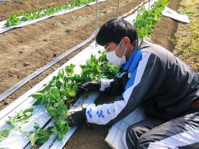 スナップエンドウ「シャキ甘“菊光”」　2020年の栽培スタート！こだわりの土つくりと芽かぎ作業_a0254656_17460210.jpg