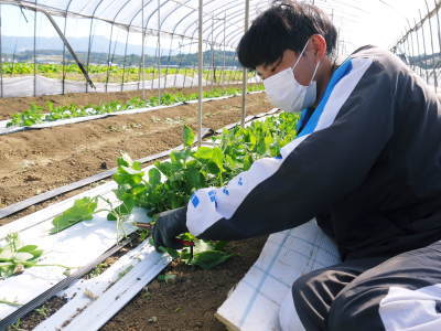 スナップエンドウ「シャキ甘“菊光”」　2020年の栽培スタート！こだわりの土つくりと芽かぎ作業_a0254656_17530811.jpg