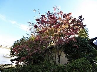 今年もハナミズキが紅葉_e0175370_09083918.jpg