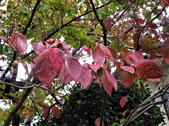 今年もハナミズキが紅葉 やすうら夢工房ブログ 今年もハナミズキが紅葉 やすうら夢工房ブログ