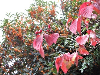 今年もハナミズキが紅葉_e0175370_09085644.jpg