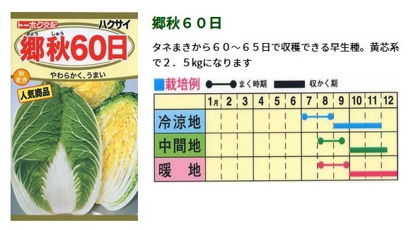 自然農園０２３ 白菜の結球 つくってみがく 創研