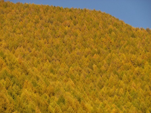 紅葉の後は、カラマツの黄葉ですよ～！！_a0353718_10031874.jpg