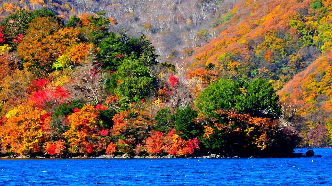 輪島塗り 日本画 紅葉 輪島塗 – kurokigoishiten