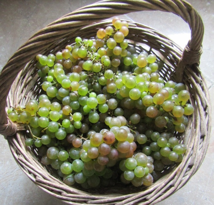 秋の収穫 ⑤　白ぶどう ／ les raisins （ 秋の収穫、これでラスト ）_b0287748_23255892.jpg