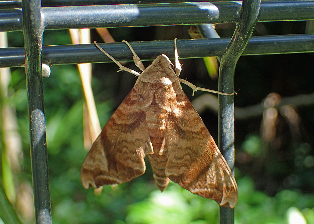 10月の蛾から21 公園昆虫記