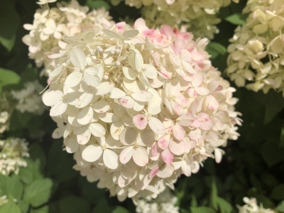 ハイドレンジア _c0353373_05062542.jpg