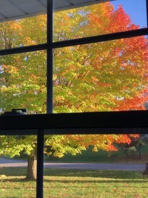 メープルの紅葉_c0353373_23260863.jpg