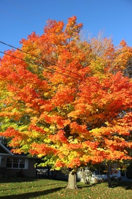 メープルの紅葉_c0353373_23261618.jpg