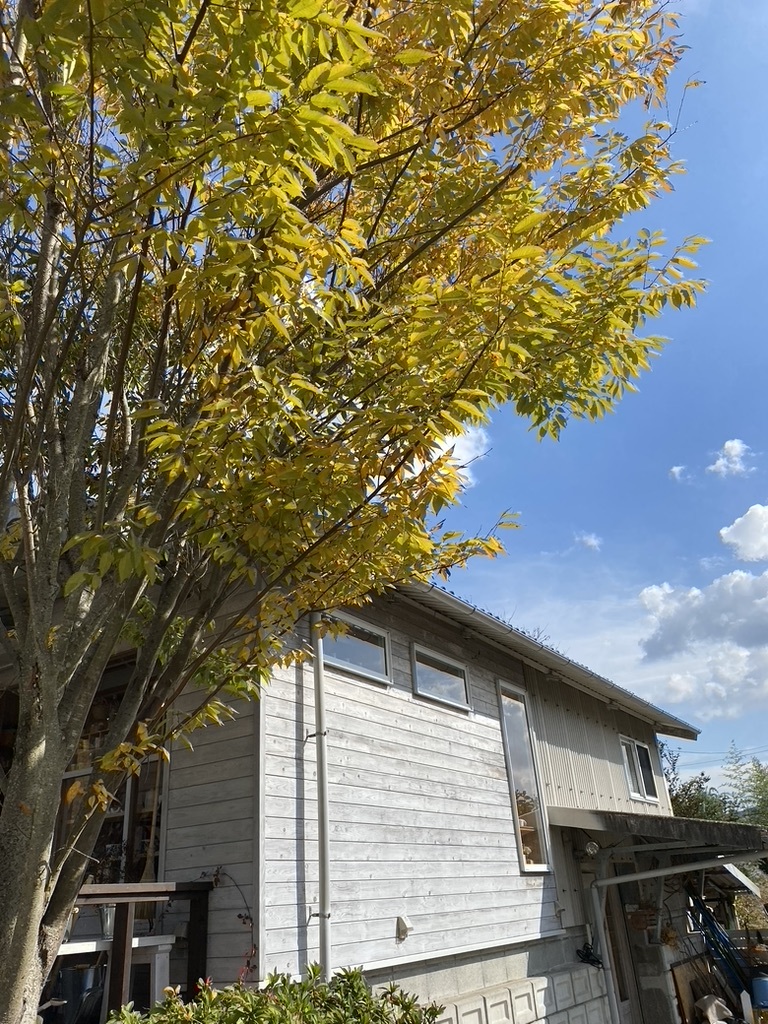  新しくなったムーミンの首飾り ＆ ケヤキの紅葉_c0334574_19181691.jpeg