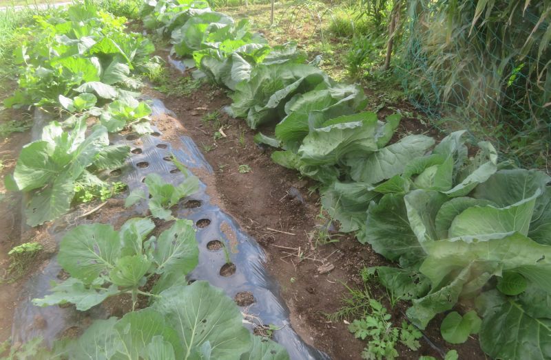 キャベツ栽培の工夫(ニンニクを使う、定植時期をずらす キャベツ栽培の工夫(ニンニクを使う、定植時期をずらす