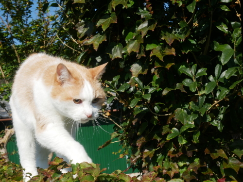 猫の森11月のご案内_f0054677_08590453.jpg