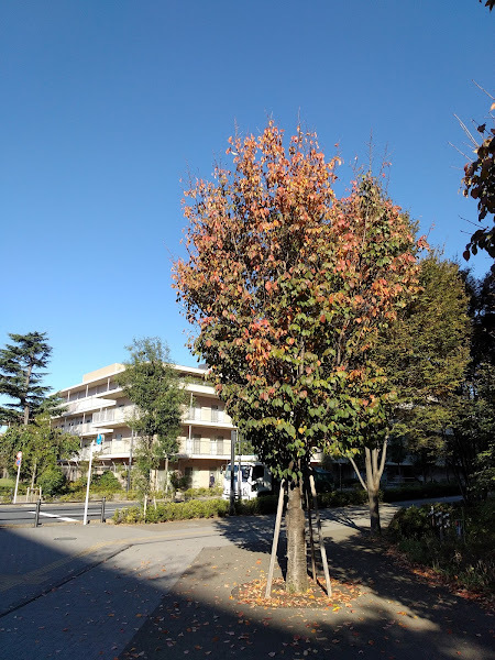 秋_c0099300_11511221.jpg