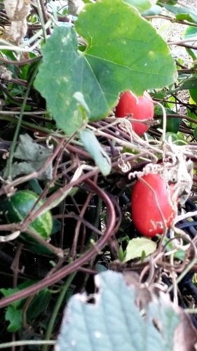 いま_f0155808_09201157.jpg