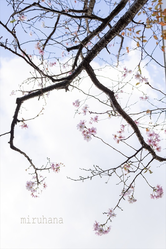 十月桜*GINZA SIX ガーデン。_c0037519_23452618.jpg