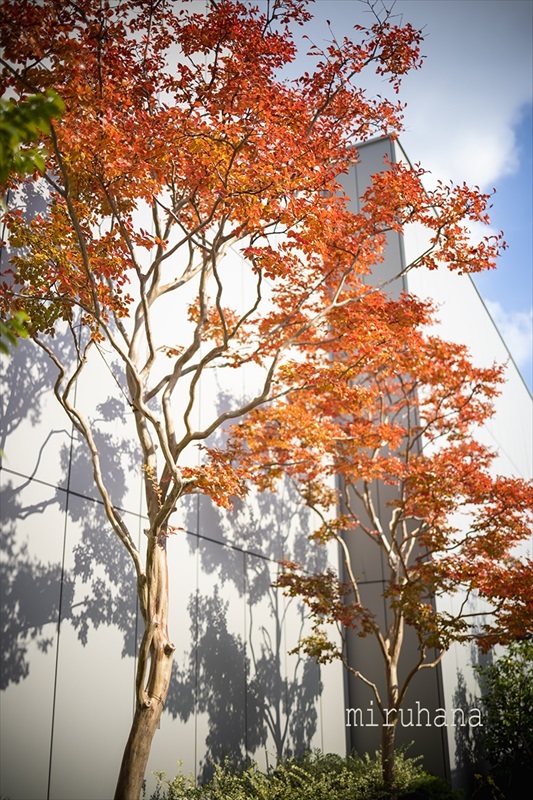 十月桜*GINZA SIX ガーデン。_c0037519_23453722.jpg