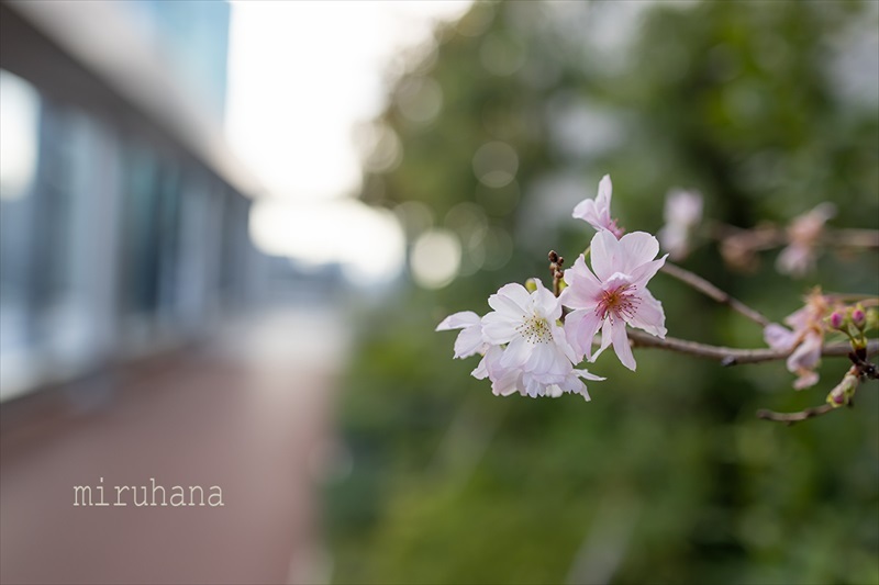 十月桜＊GINZA SIX ガーデン。_c0037519_23455350.jpg